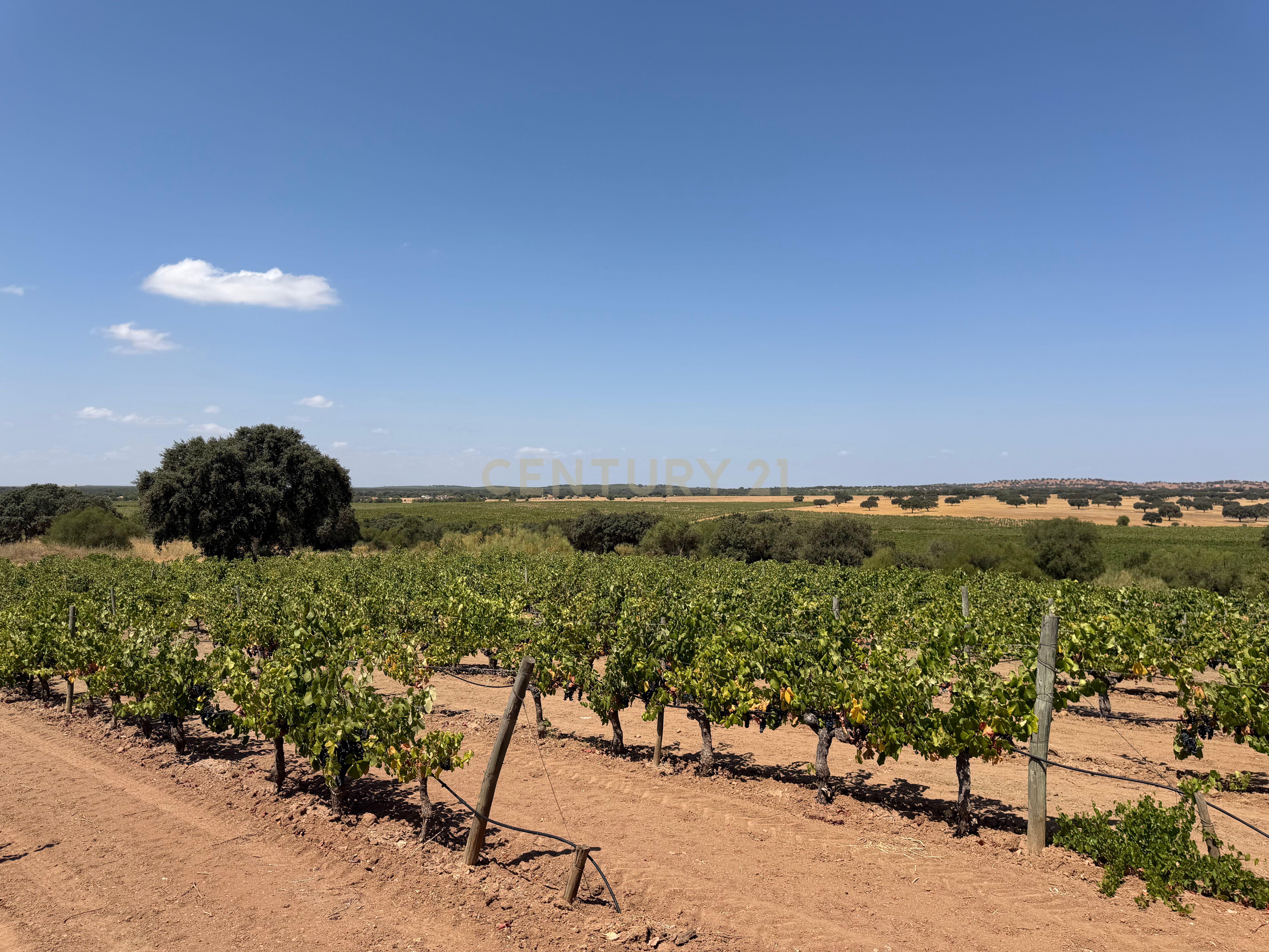 Fotografia 4 de Herdade da Pandeira (93 Hectares) Vinha e Olival em Produção em Reguengos de Monsaraz.