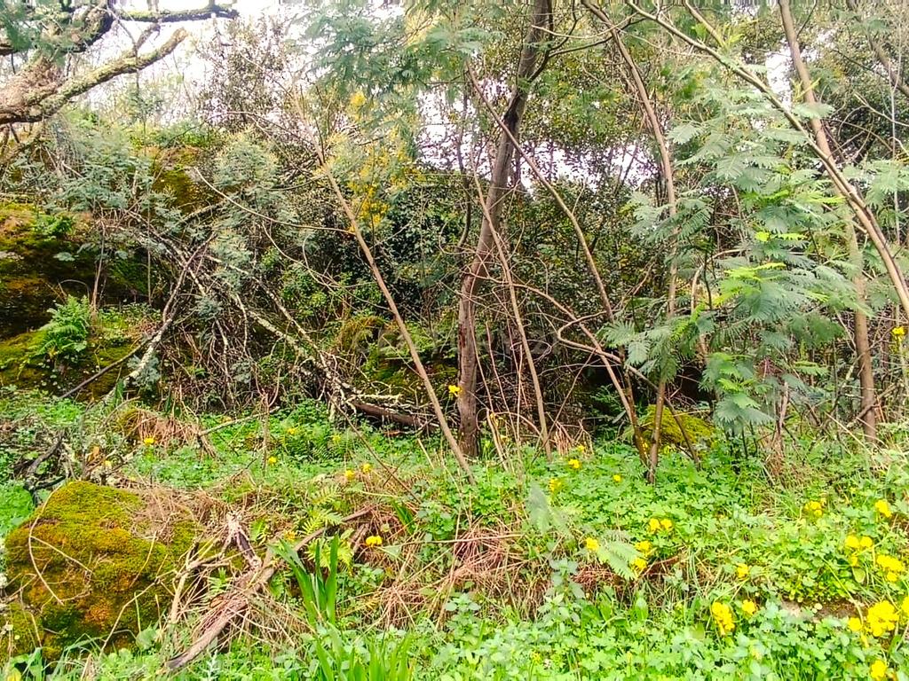 Belíssima ruína em terreno verdejante com vista deslumbrante para o Rio Douro, Baião, Porto - Image 49