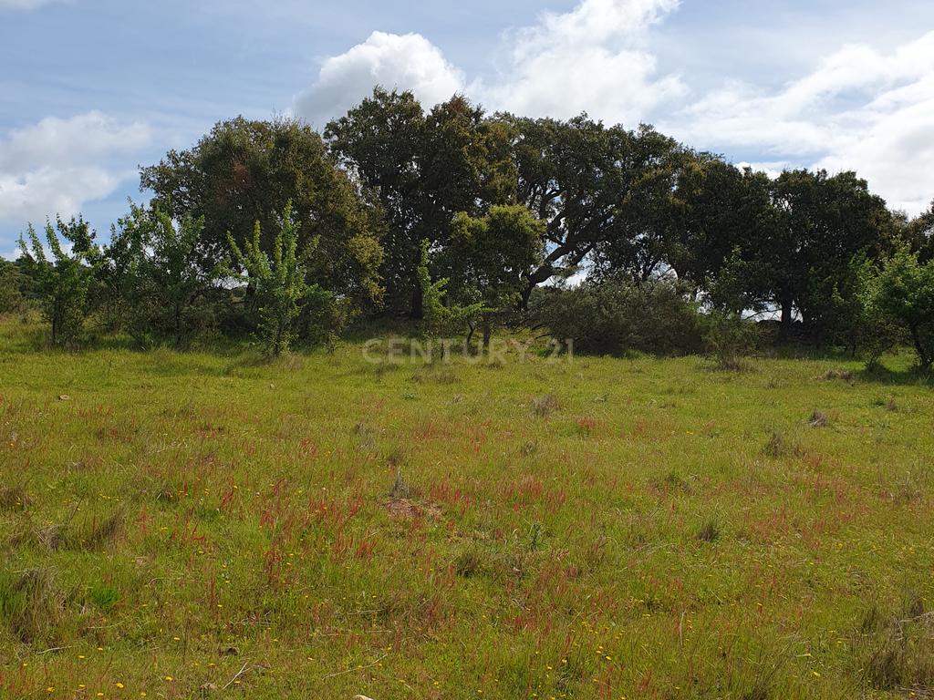 Terreno Urbano na Serra D`Ossa Redondo - Image 11