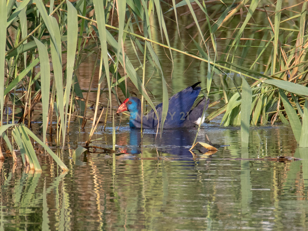 MORADIA T4 ISOLADA COM PISCINA – LAGOA DE ALBUFEIRA - Image 3