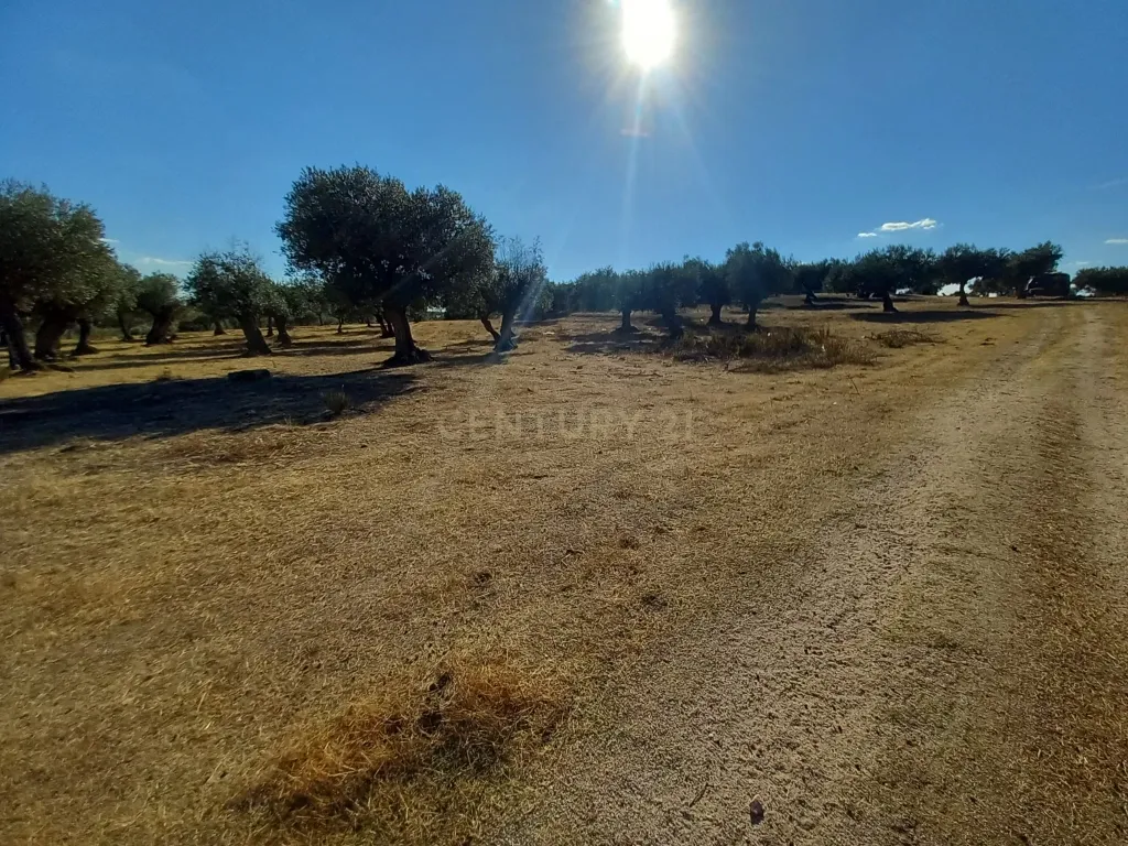 Terreno com Vista Panorâmica em Lardosa, Castelo Branco - Image 7