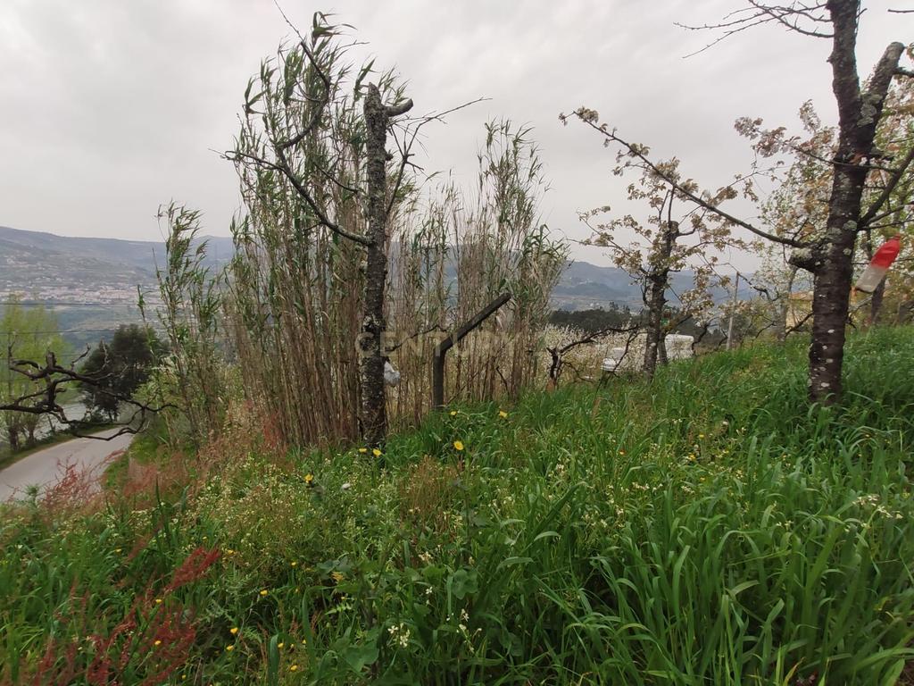 Terreno com casinha e vista para o rio Douro, em S. Tomé de Covelas, Baião para projeto agrícola - Image 12
