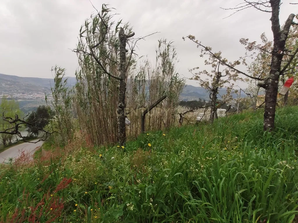 Terreno com casinha e vista para o rio Douro, em S. Tomé de Covelas, Baião para projeto agrícola - Image 12