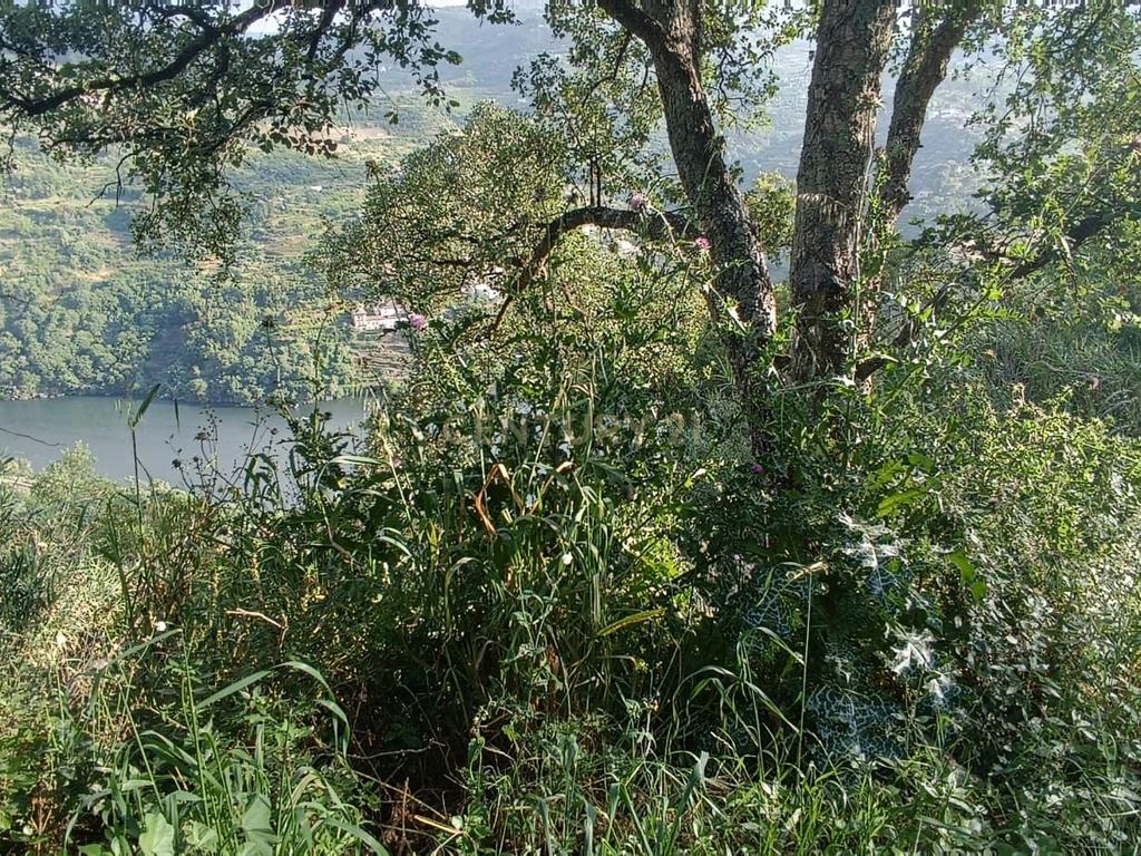 Terreno florestal com vista para a praia fluvial de Porto de Rei em Barqueiros, Mesão Frio às portas do Douro - Image 31