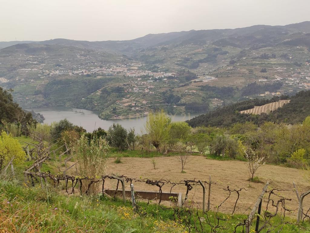 Terreno com casinha e vista para o rio Douro, em S. Tomé de Covelas, Baião para projeto agrícola - Image 6