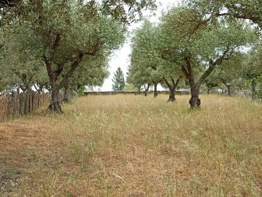 Terreno 4250m2 ,Lentiscais, Castelo Branco - Image 2