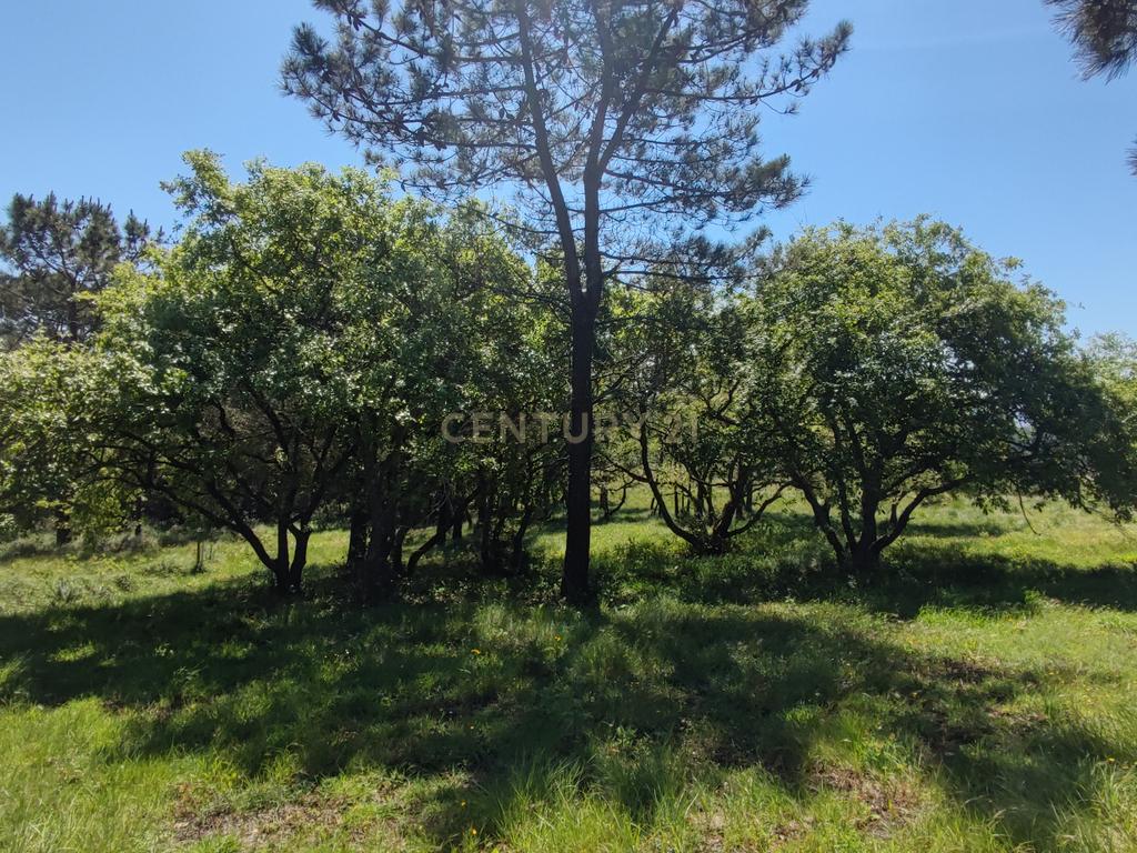 Terreno na Nazaré - Image 18