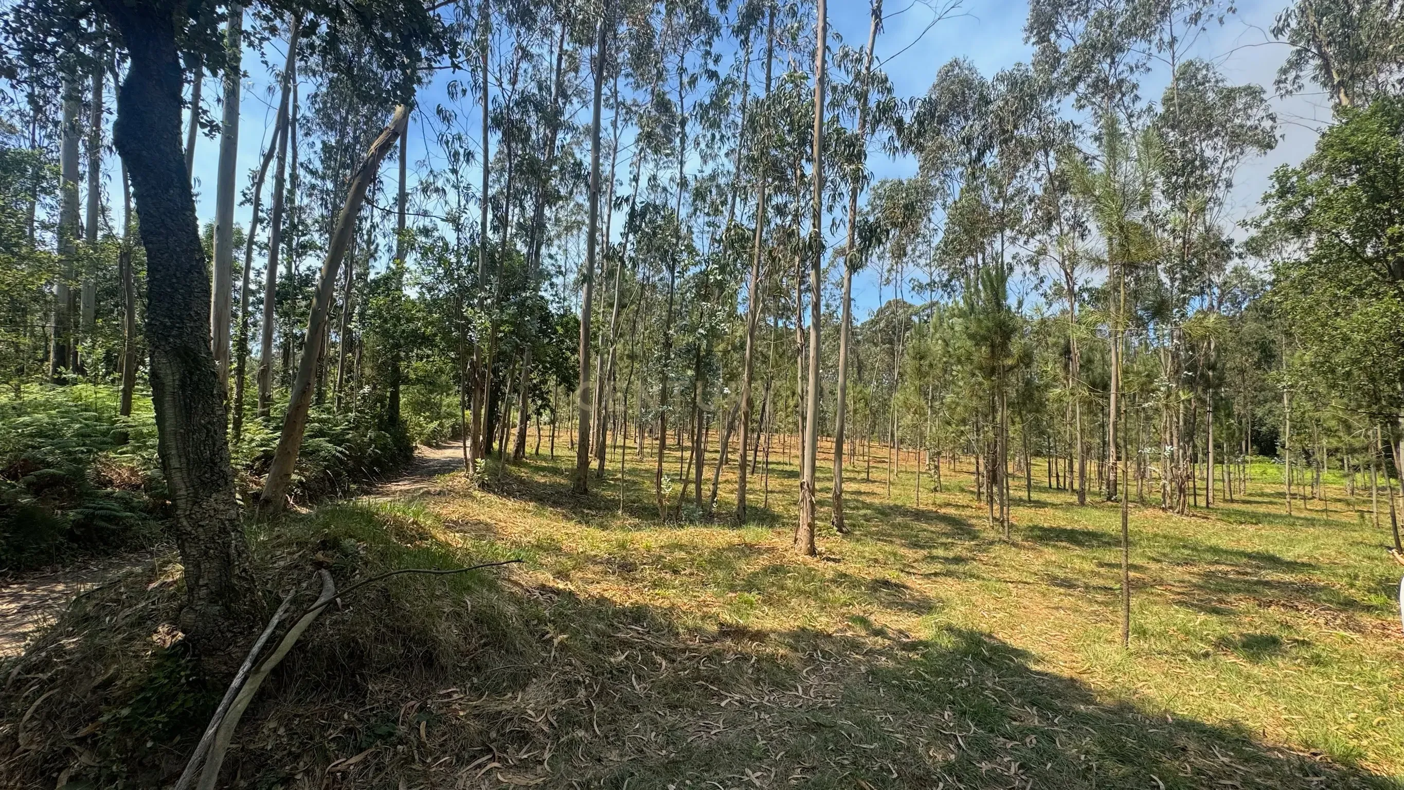 Fotografia 10 de TERRENO FLORRESTAL 5.453 m² – TERROSO | PÓVOA DE VARZIM