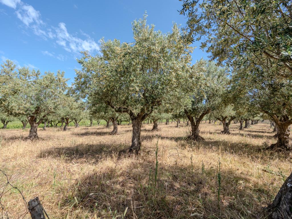 Quinta T3+3 com 4 HA em Borba – Natureza, Produção Agrícola e Conforto - Image 18