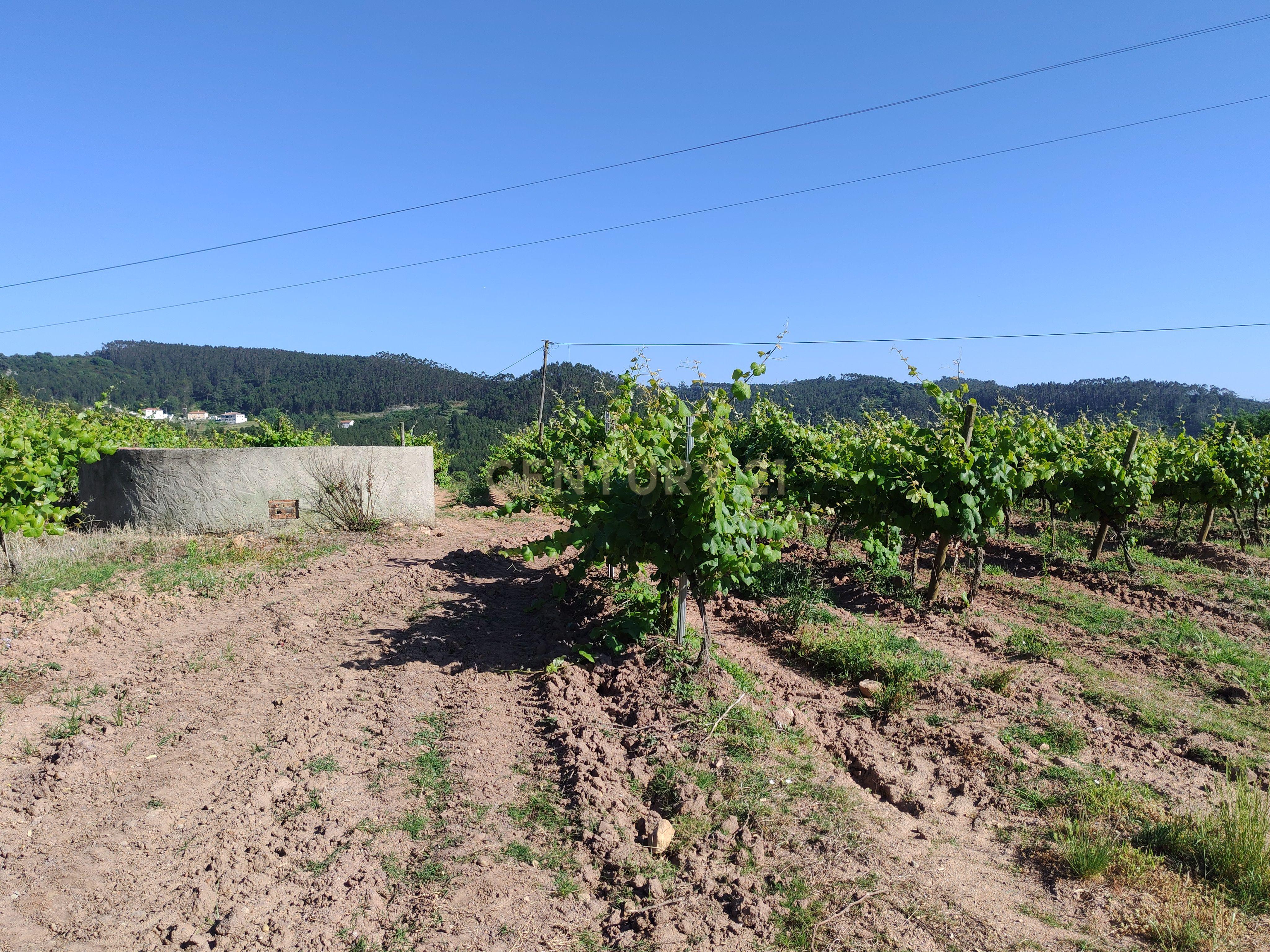 Terreno com 21 hectares com Potencial Agrícola ou Turístico - Mafra - Image 6