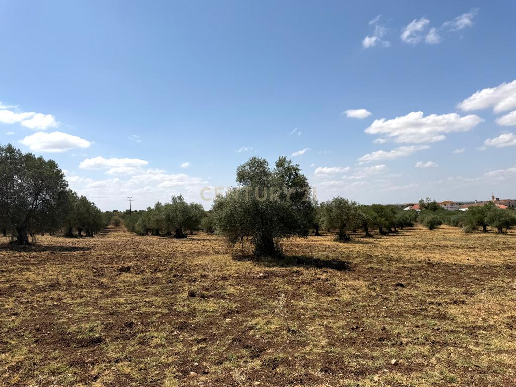 Herdade da Pandeira (93 Hectares) Vinha e Olival em Produção em Reguengos de Monsaraz. - Image 13