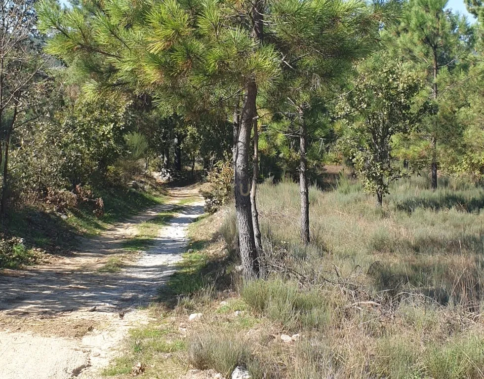Moradia T3 +2 + Terreno Rústico de 3.700m2 em Fornos de Algodres - Image 14