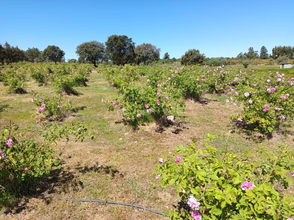 Oportunidade Única: Quinta de 16 Hectares com produção de plantas aromáticas, 2 Ha de rosas DAMASCENA, destilação de óleos essenciais e actividade e-commerce - Image 9