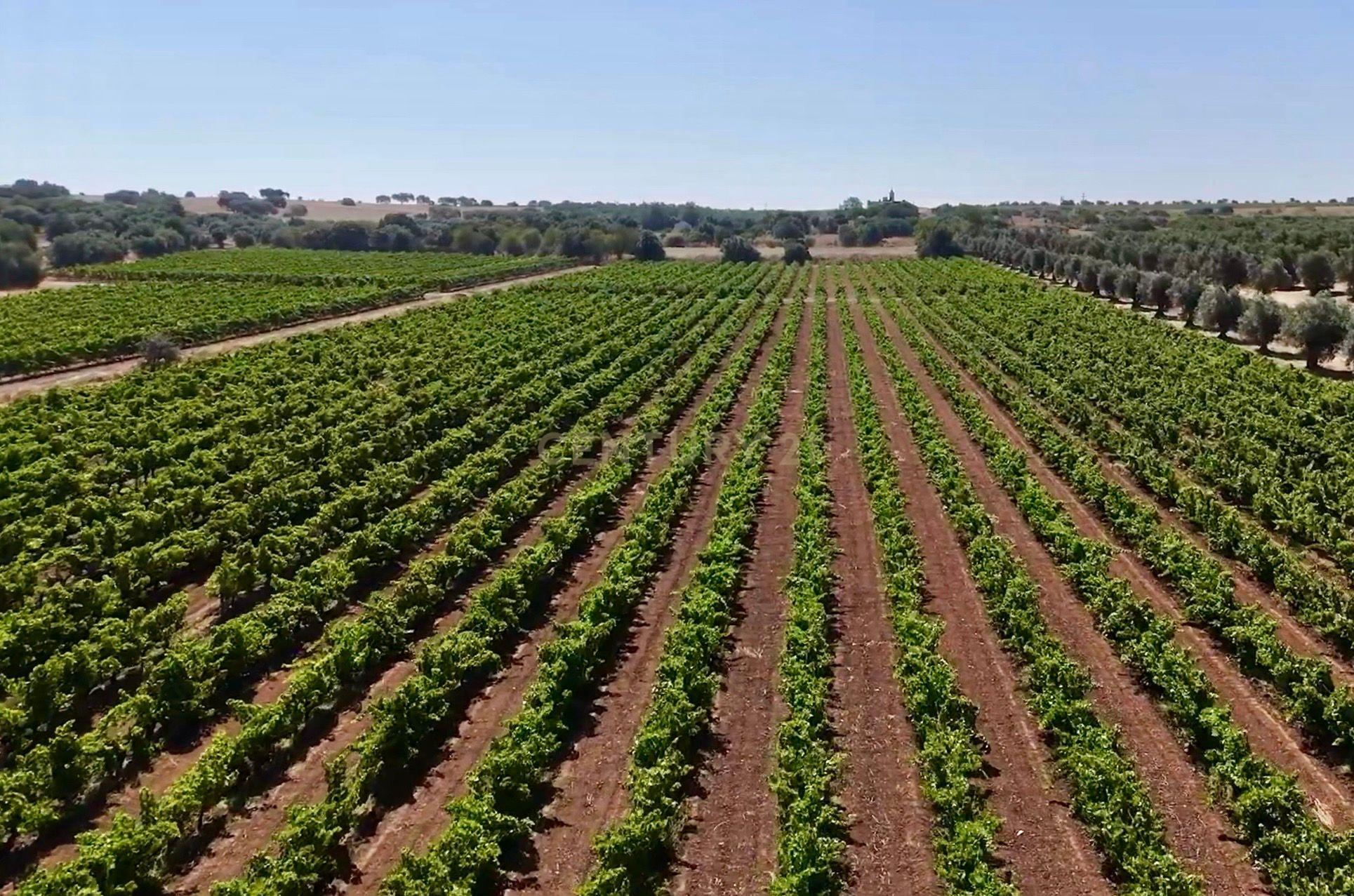 Fotografia 5 de Herdade da Pandeira (93 Hectares) Vinha e Olival em Produção em Reguengos de Monsaraz.