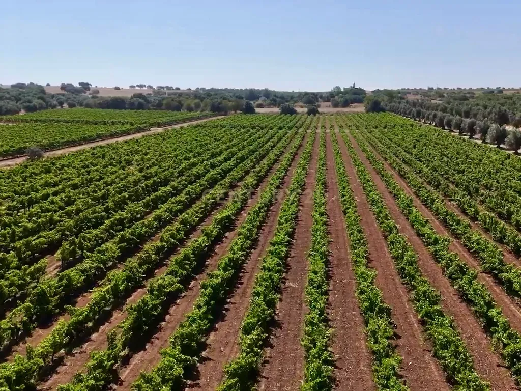 Herdade da Pandeira (93 Hectares) Vinha e Olival em Produção em Reguengos de Monsaraz. - Image 5