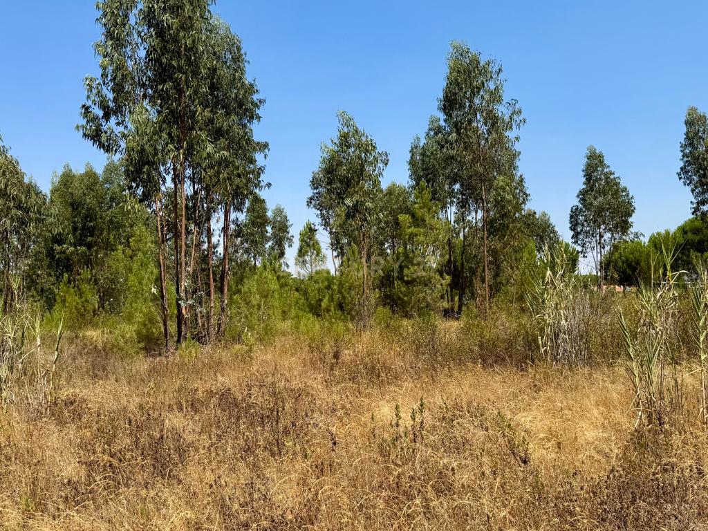 Terreno com 94.000 m2 na zona do Novo Aeroporto de Lisboa, Santo Estêvão, Benavente. Em venda! - Image 18