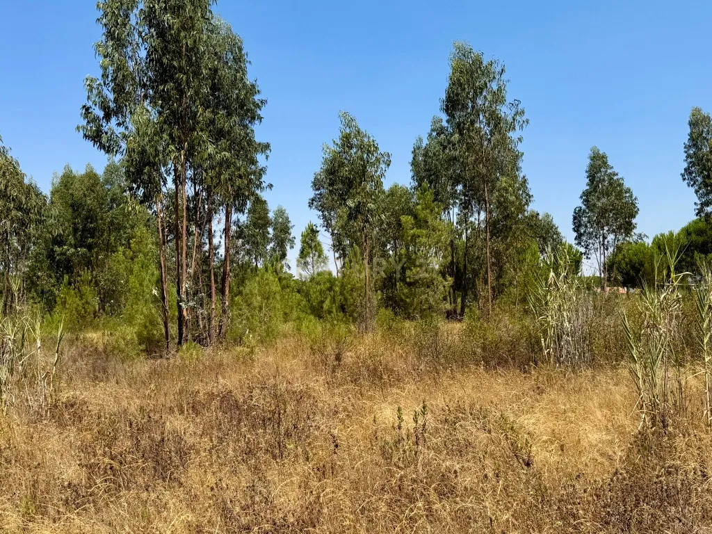 Terreno com 94.000 m2 na zona do Novo Aeroporto de Lisboa, Santo Estêvão, Benavente. Em venda! - Image 18