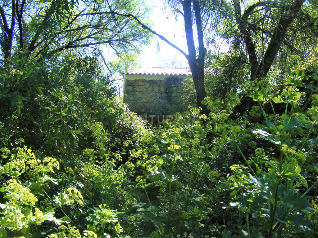 Quinta Típica Alentejana, Licença de Turismo Rural, Arrendamento, Arraiolos - Image 28