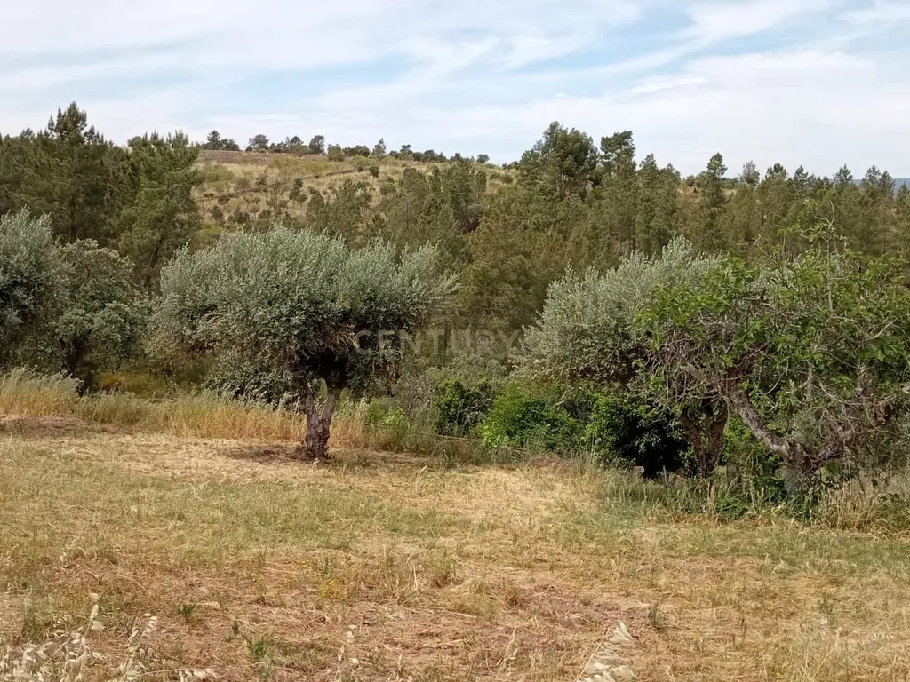 Terreno 8500m2, Lentiscais, Castelo Branco - Image 21