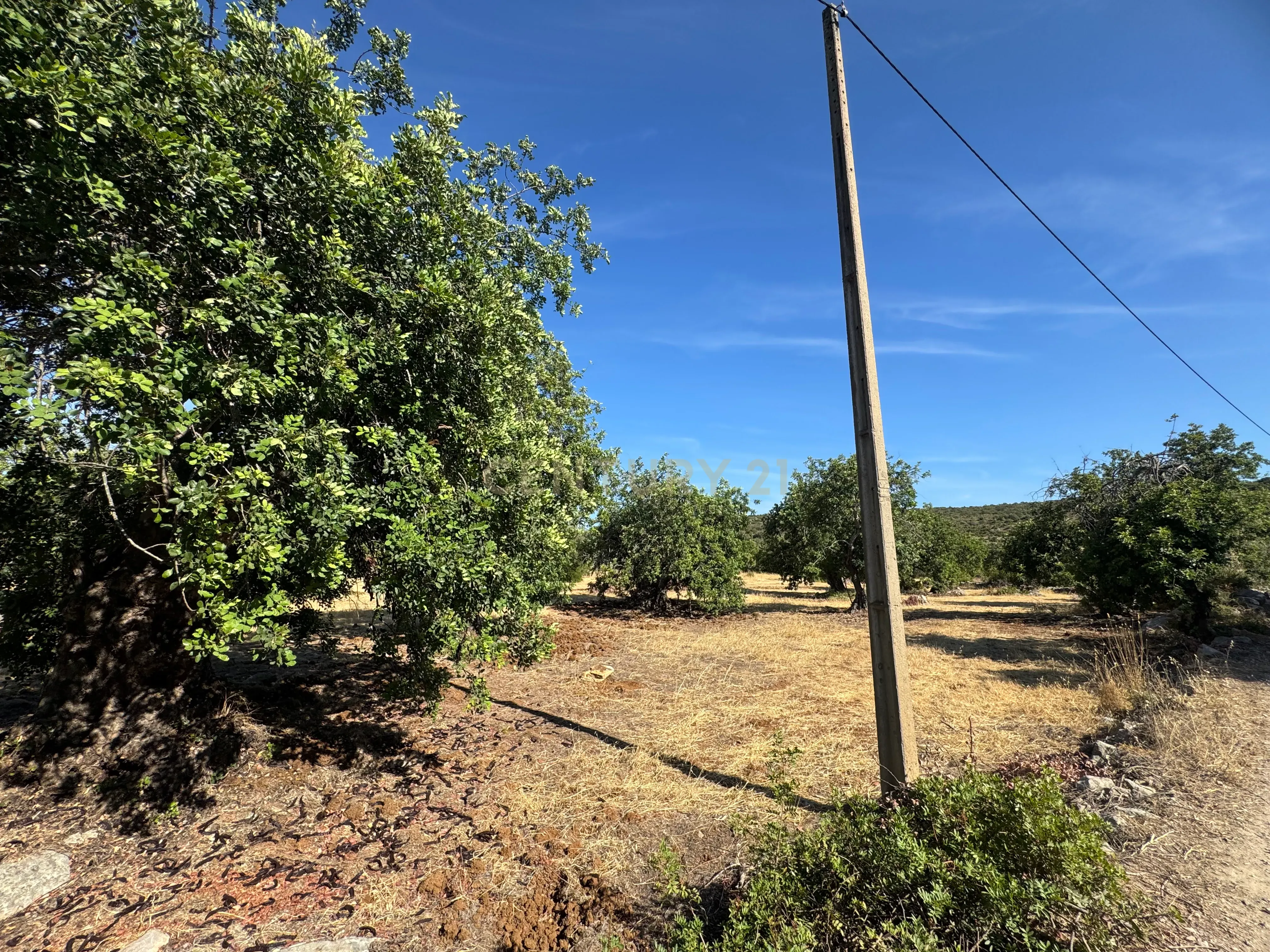 Fotografia 12 de Terreno Rústico com 3.560 m² em Pereiro – Moncarapacho, Olhão