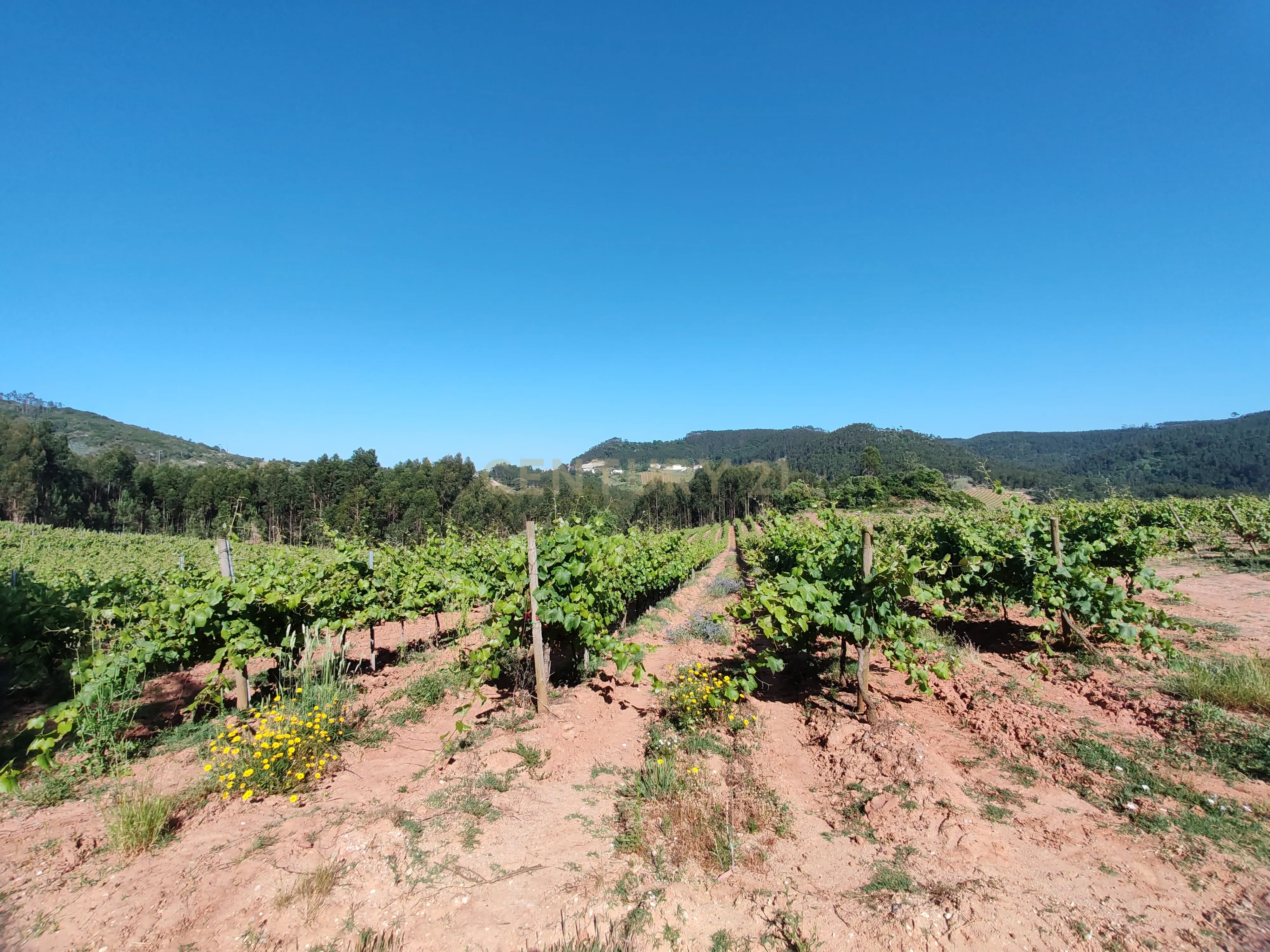 Terreno com 21 hectares com Potencial Agrícola ou Turístico - Mafra - Image 1