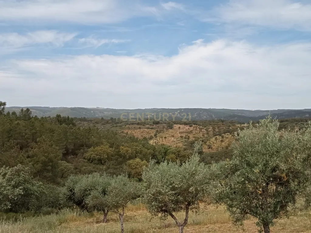Terreno 8500m2, Lentiscais, Castelo Branco - Image 15