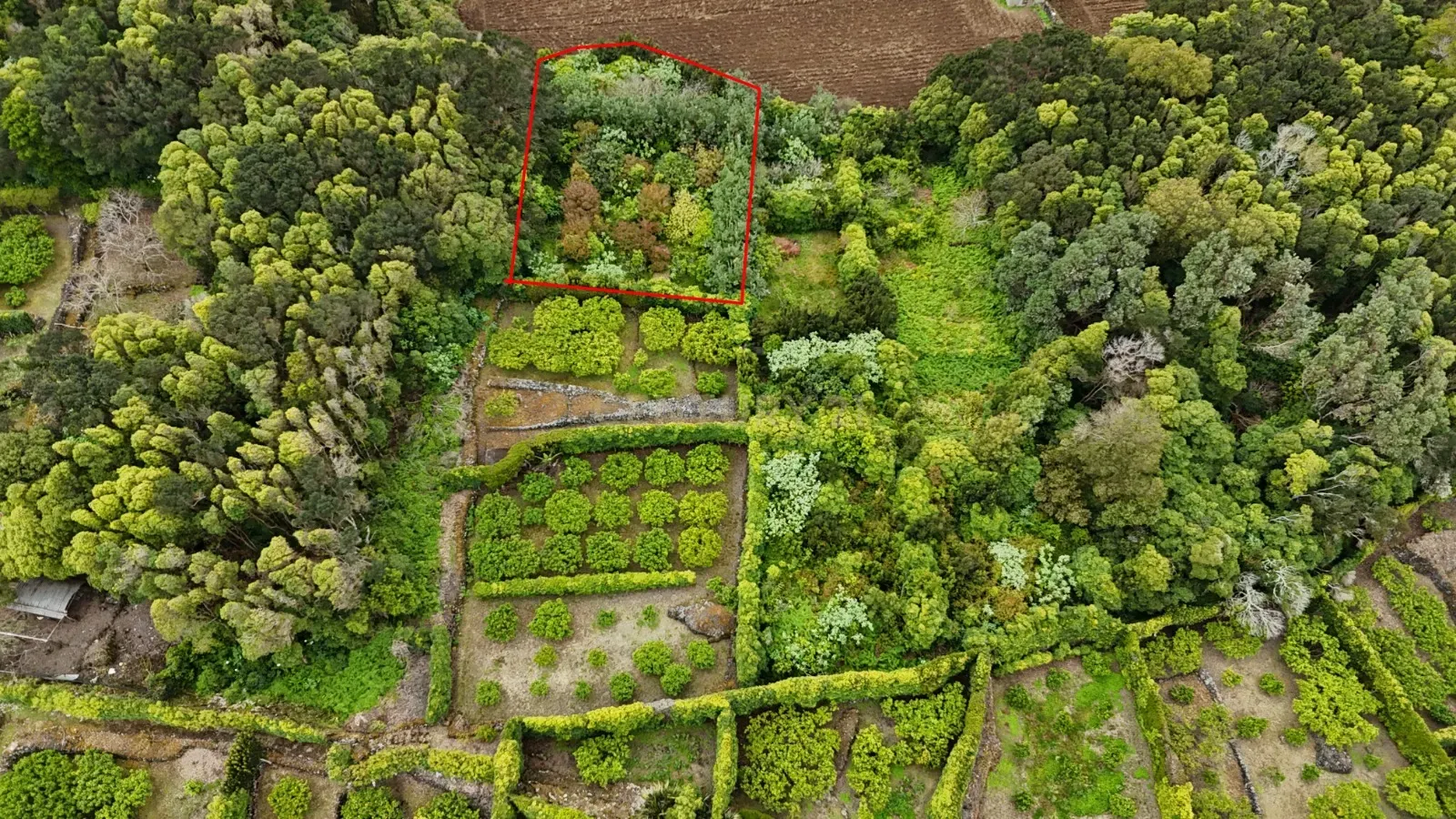 Fotografia 7 de Pomar localizado na zona dos Biscoitos, Ilha Terceira, com características ideais para utilização agrícola.