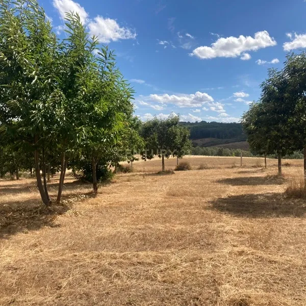 Terreno Agrícola em Pinela, Bragança - Image 6