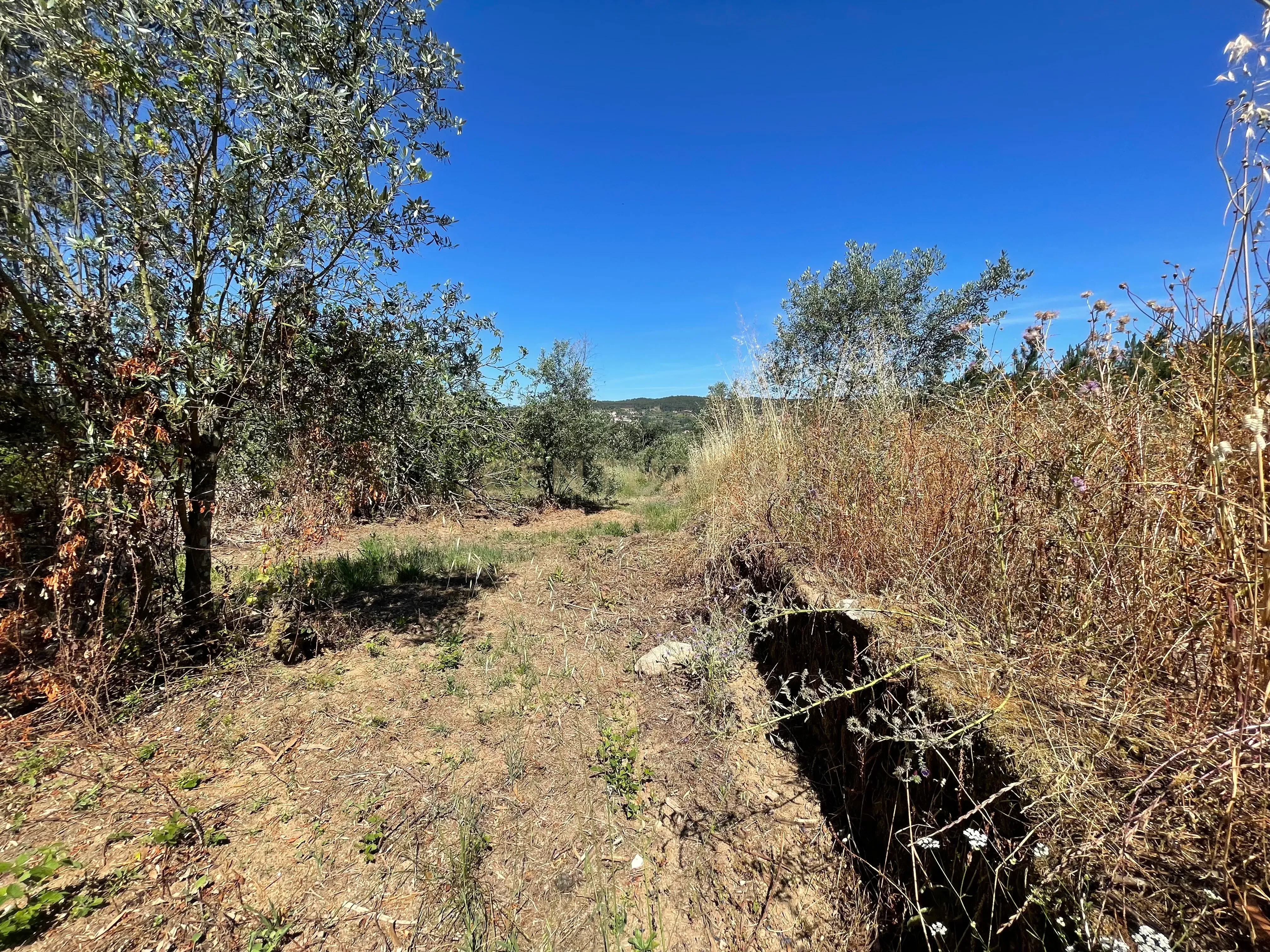 Fotografia 7 de Terreno em Ferreira do Zêzere com Vista do campo