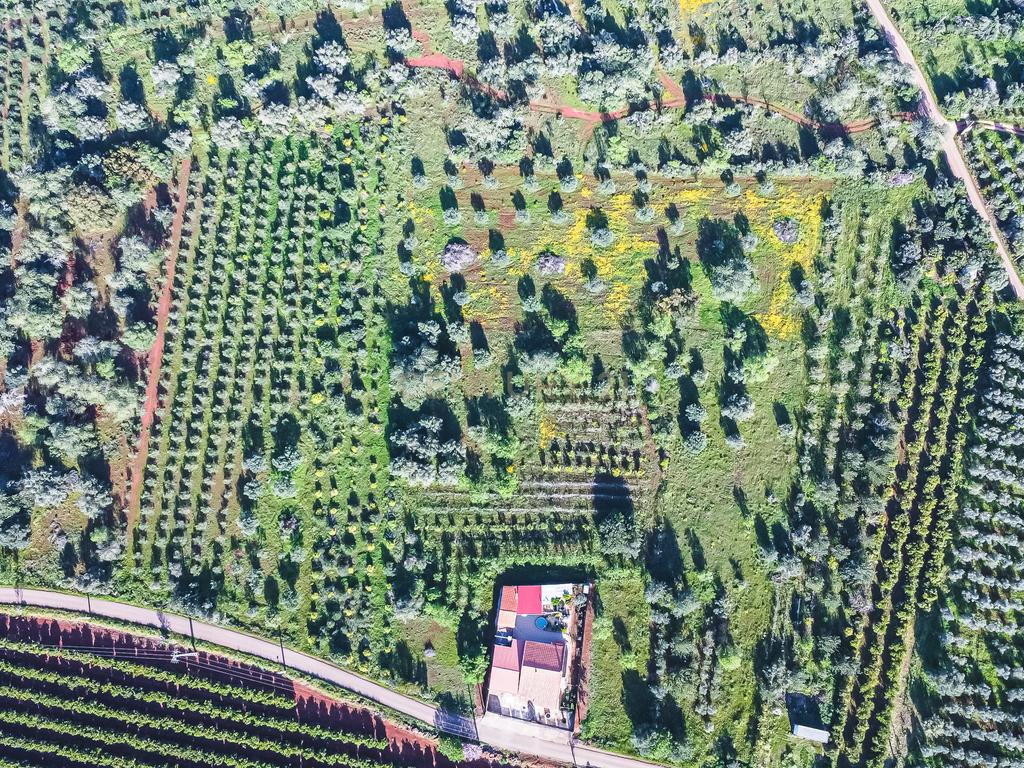 TERRENO RUSTICO COM OLIVEIRAS PARA VENDA - Image 6