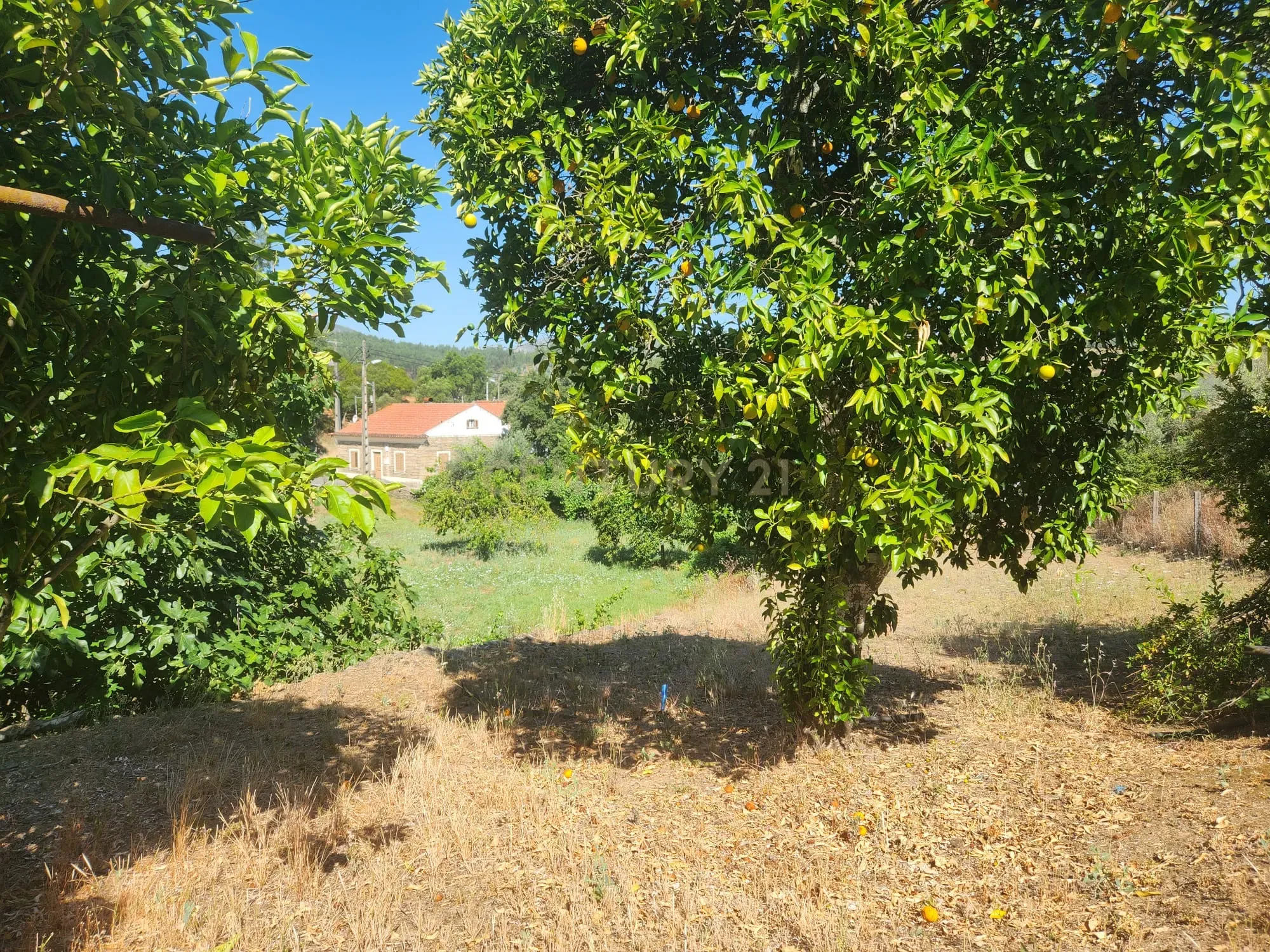 Fotografia 12 de Terreno com agua, luz, saneamento e arvores de fruto em Tostão - Vila Velha de Ródão