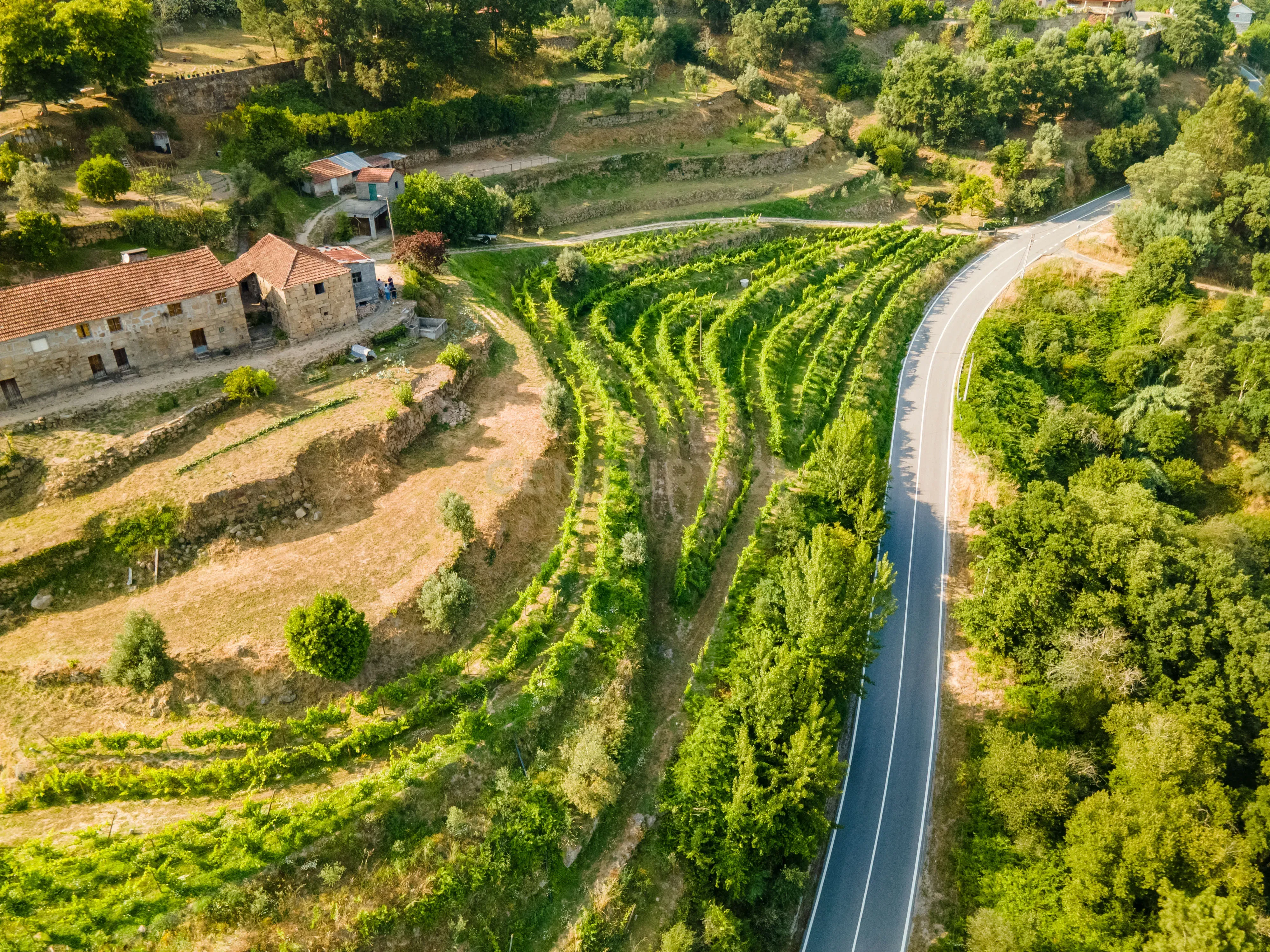 Quinta com Vista Deslumbrante sobre o Rio Douro – Projeto Aprovado para Hotel Rural | Paços de Gaiolo - Image 4