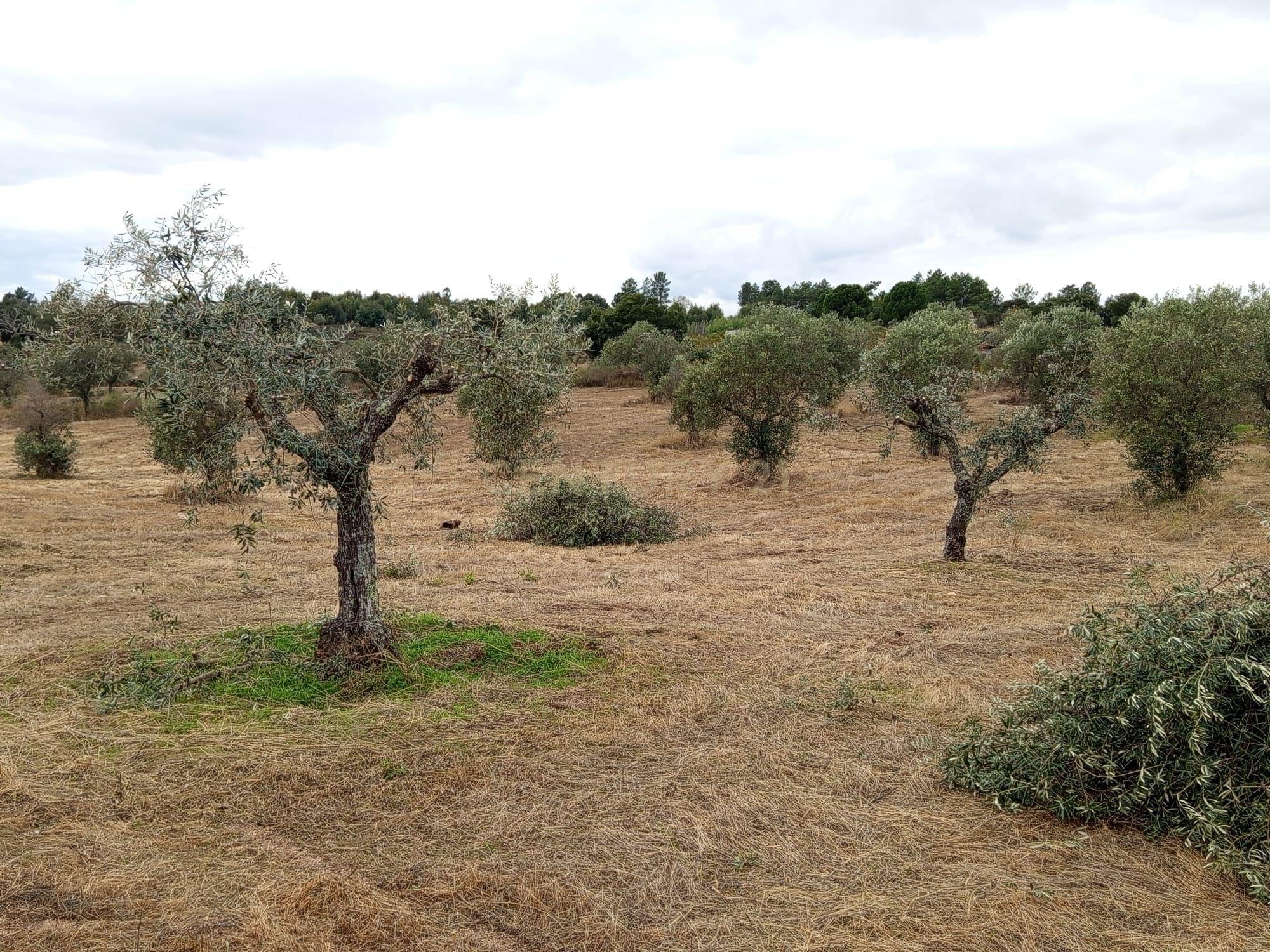 Fotografia 2 de Oportunidade Única: Quinta de 16 Hectares com produção de plantas aromáticas, 2 Ha de rosas DAMASCENA, destilação de óleos essenciais  e actividade e-commerce