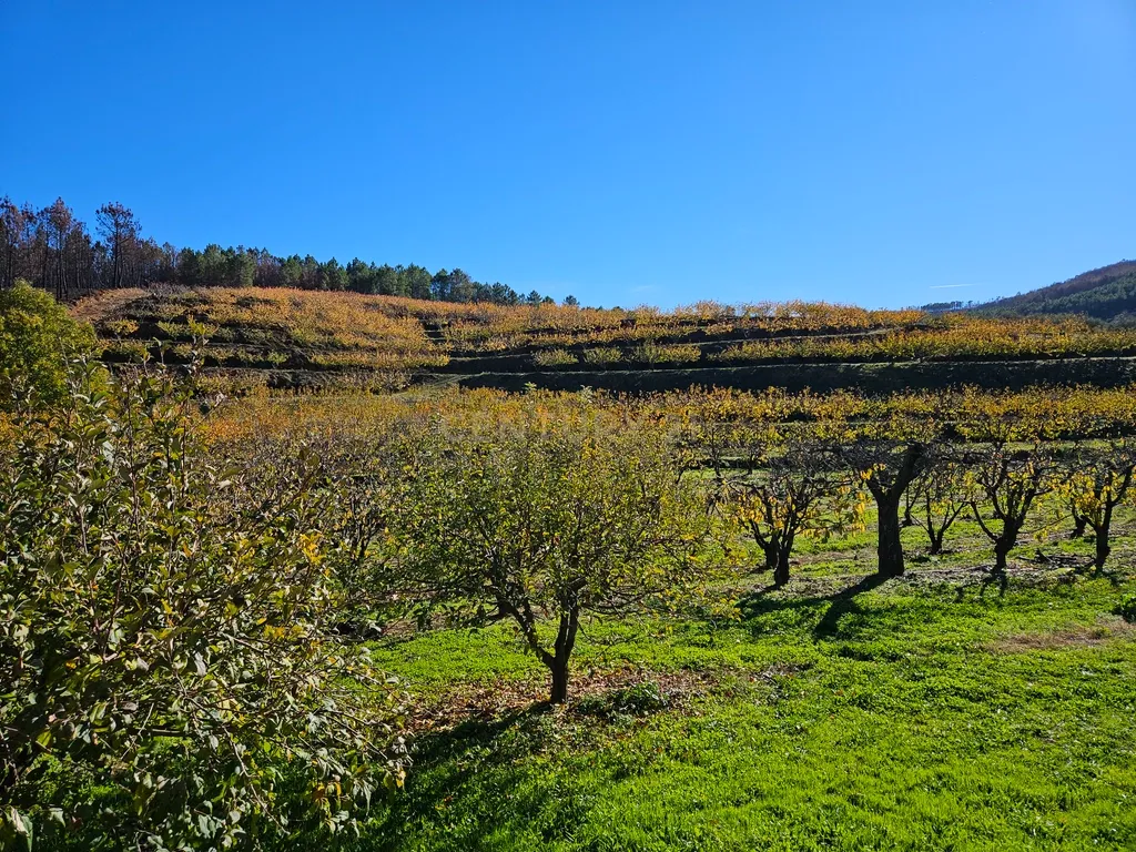 Quinta de Excelência Agrícola na Região Premium do Fundão: 32 ha de Alta Produtividade - Image 27