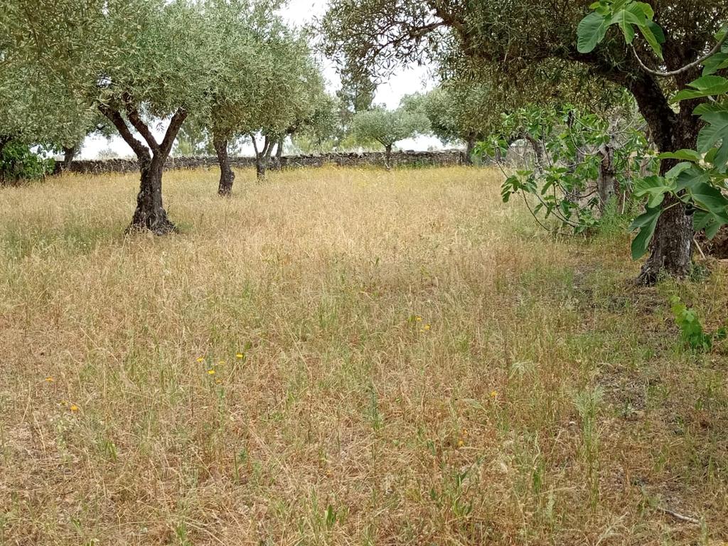 Terreno 4250m2 ,Lentiscais, Castelo Branco - Image 4