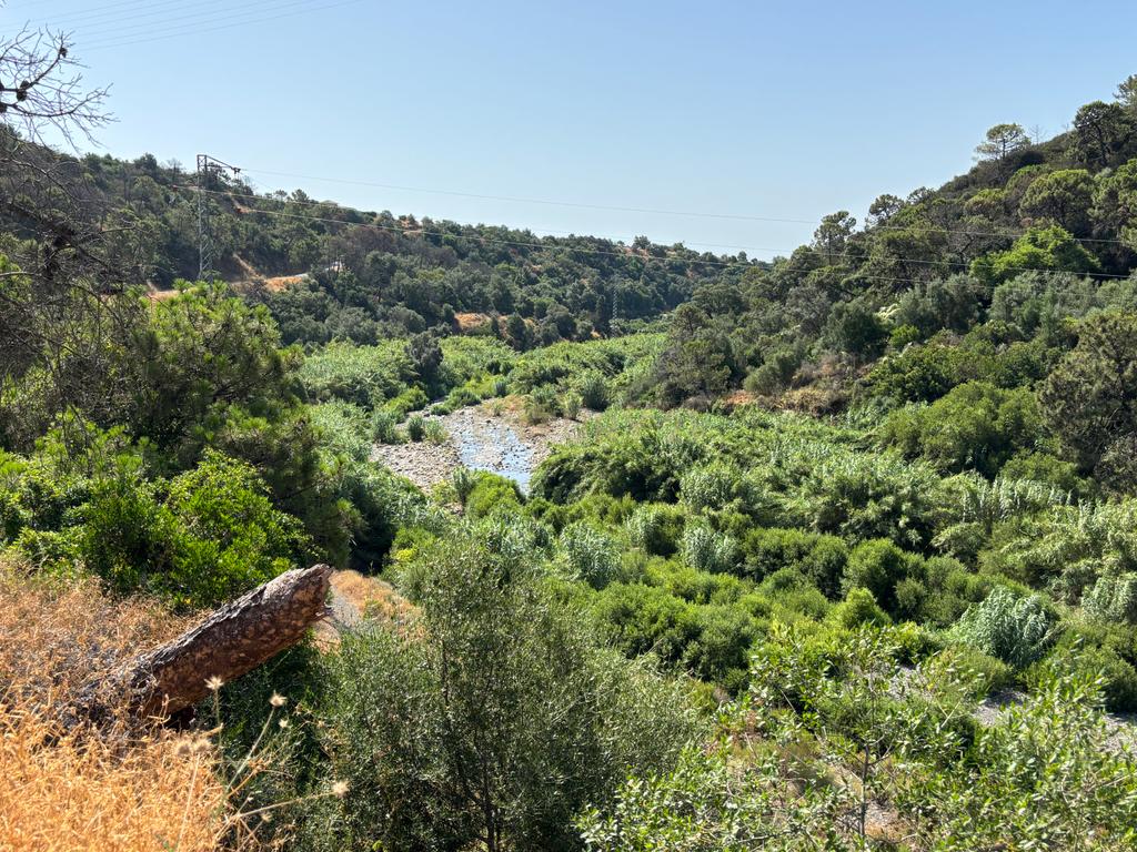 verbatimFazenda ecológica com limões durante todo o ano - Nas margens do rio Padrón - Estepona - Image 13
