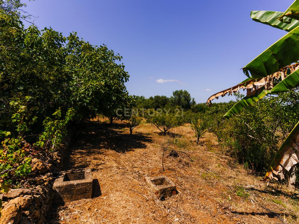 Quinta com 8660 m2 com Moradia, piscina e dois terraços panorâmicos em Silves - Image 7