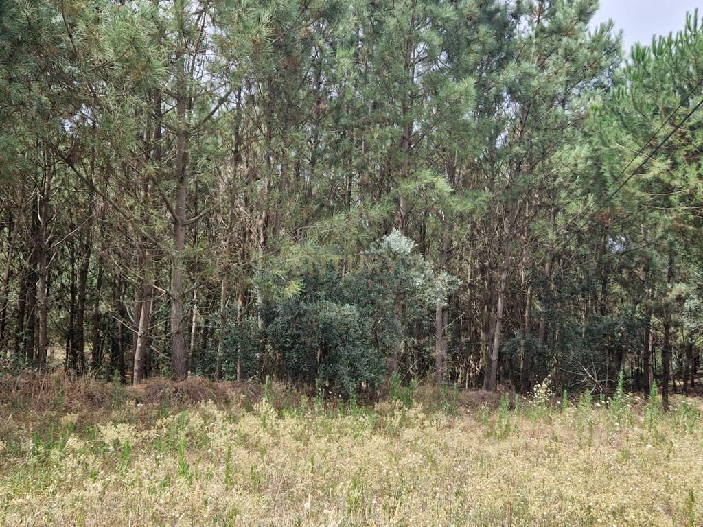 Terreno com 2020m2 para construção em Carnide - Image 32