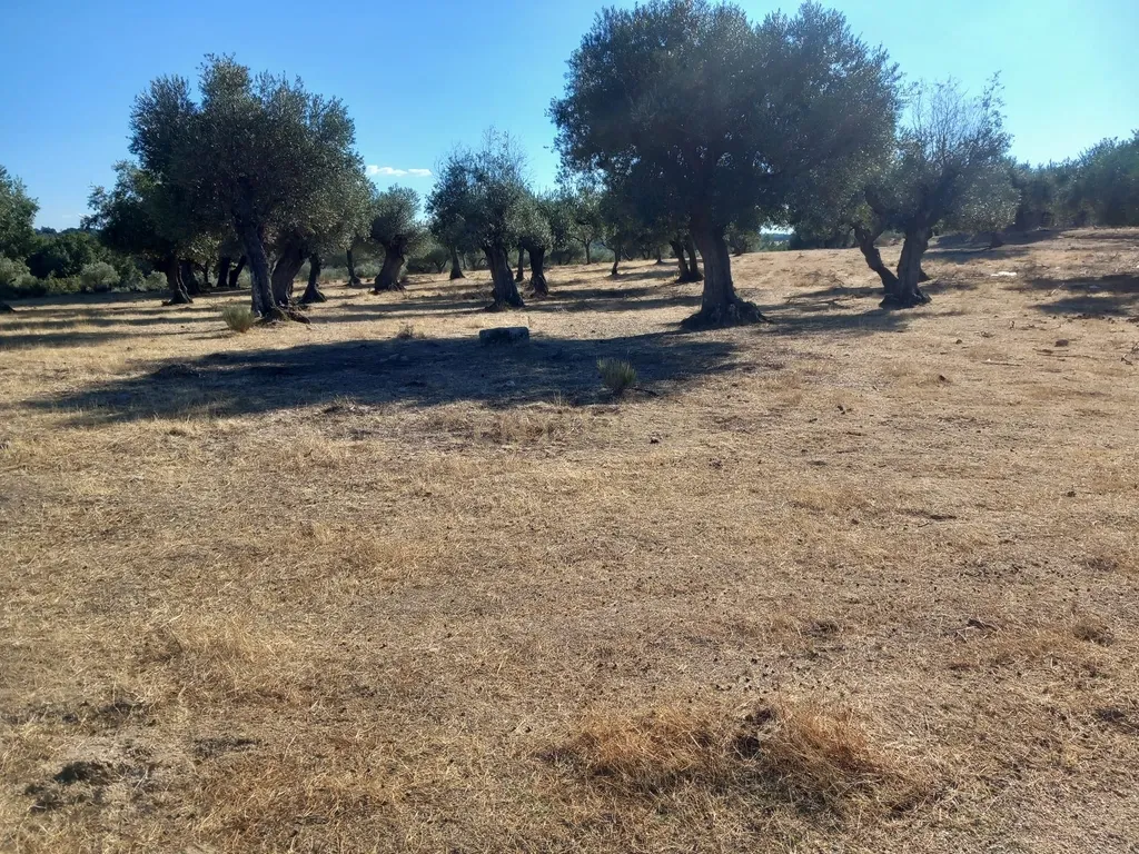 Terreno com Vista Panorâmica em Lardosa, Castelo Branco - Image 1