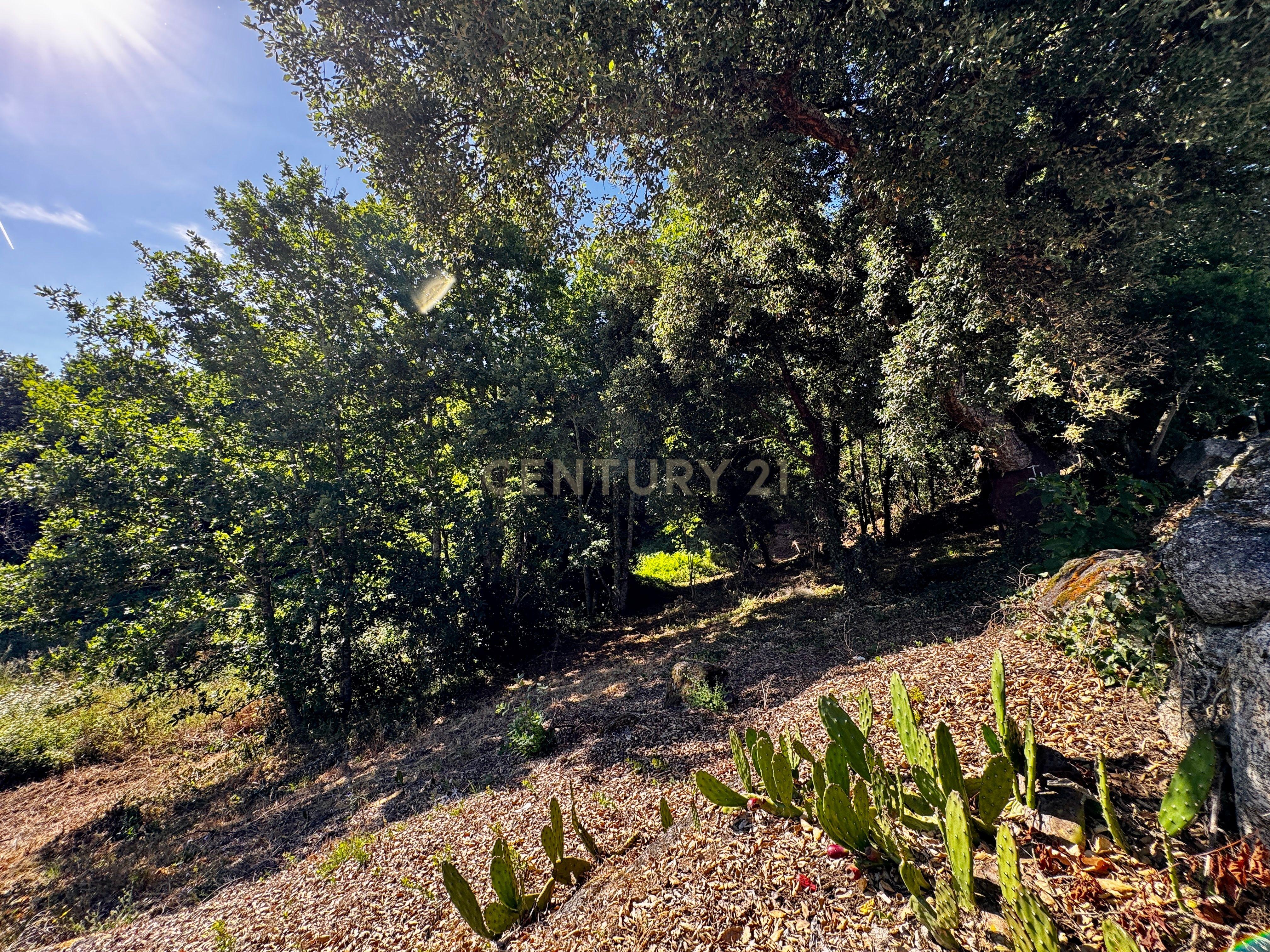 Fotografia 6 de Terreno com 2,6519 hectares, situado em Abragão, Penafiel