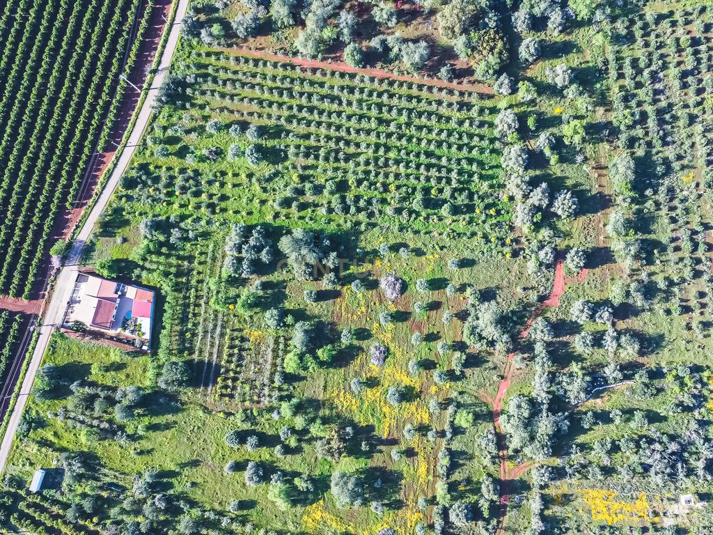 TERRENO RUSTICO COM OLIVEIRAS PARA VENDA - Image 5