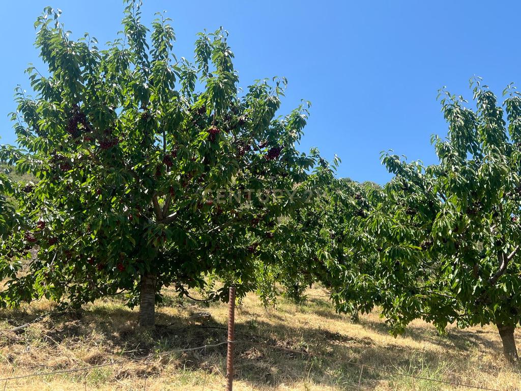 Terreno Rústico em Granada com Árvores Frutíferas e Água - Image 15