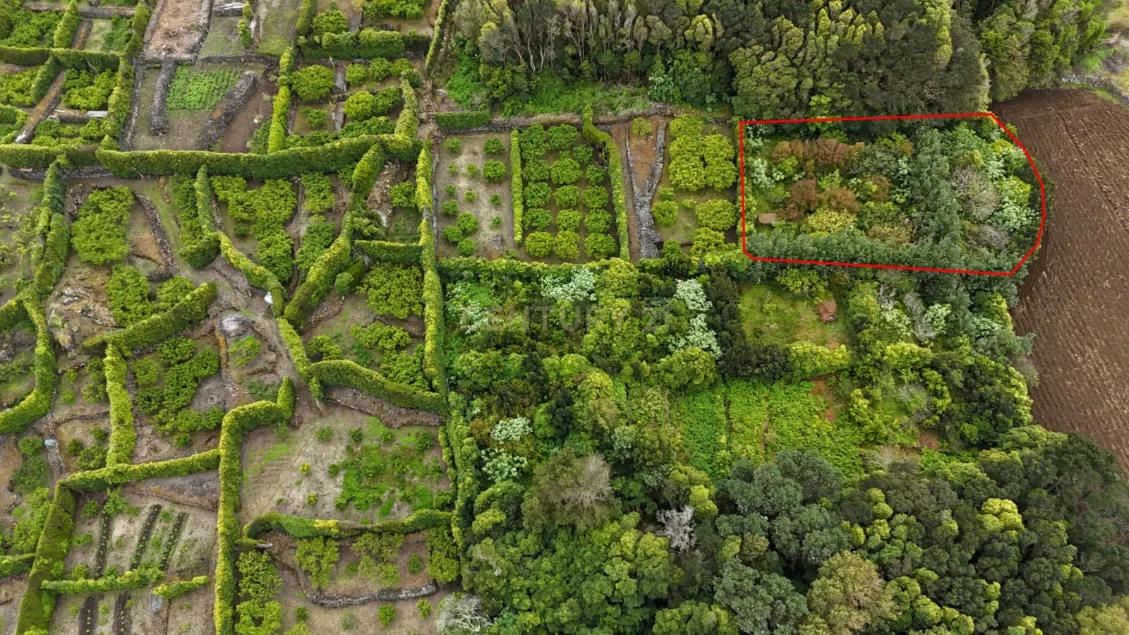 Pomar localizado na zona dos Biscoitos, Ilha Terceira, com características ideais para utilização agrícola.