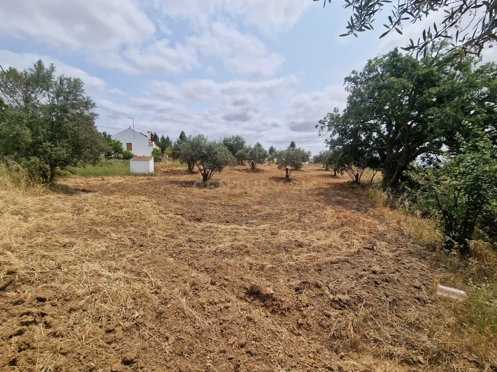 Monte/Terreno em Santiago do Cacém, com Vista Campestre e Árvores Frutíferas - Image 5