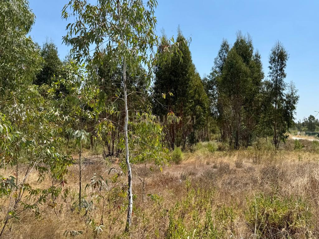 Terreno com 94.000 m2 na zona do Novo Aeroporto de Lisboa, Santo Estêvão, Benavente. Em venda! - Image 7