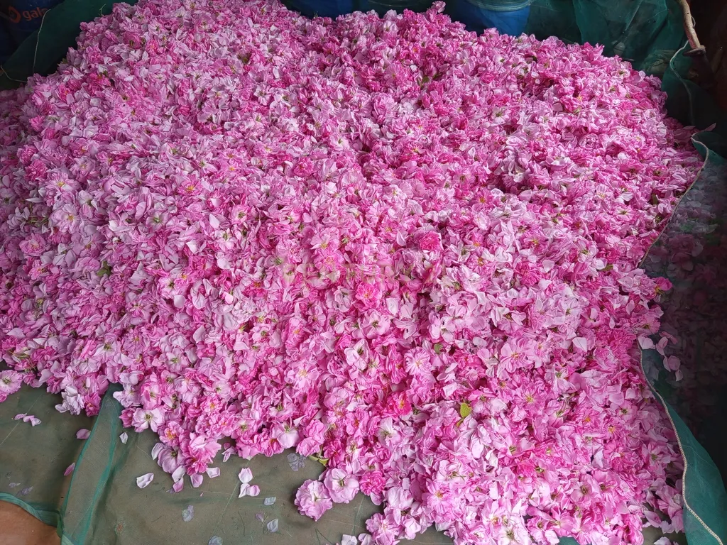 Oportunidade Única: Quinta de 16 Hectares com produção de plantas aromáticas, 2 Ha de rosas DAMASCENA, destilação de óleos essenciais e actividade e-commerce - Image 36