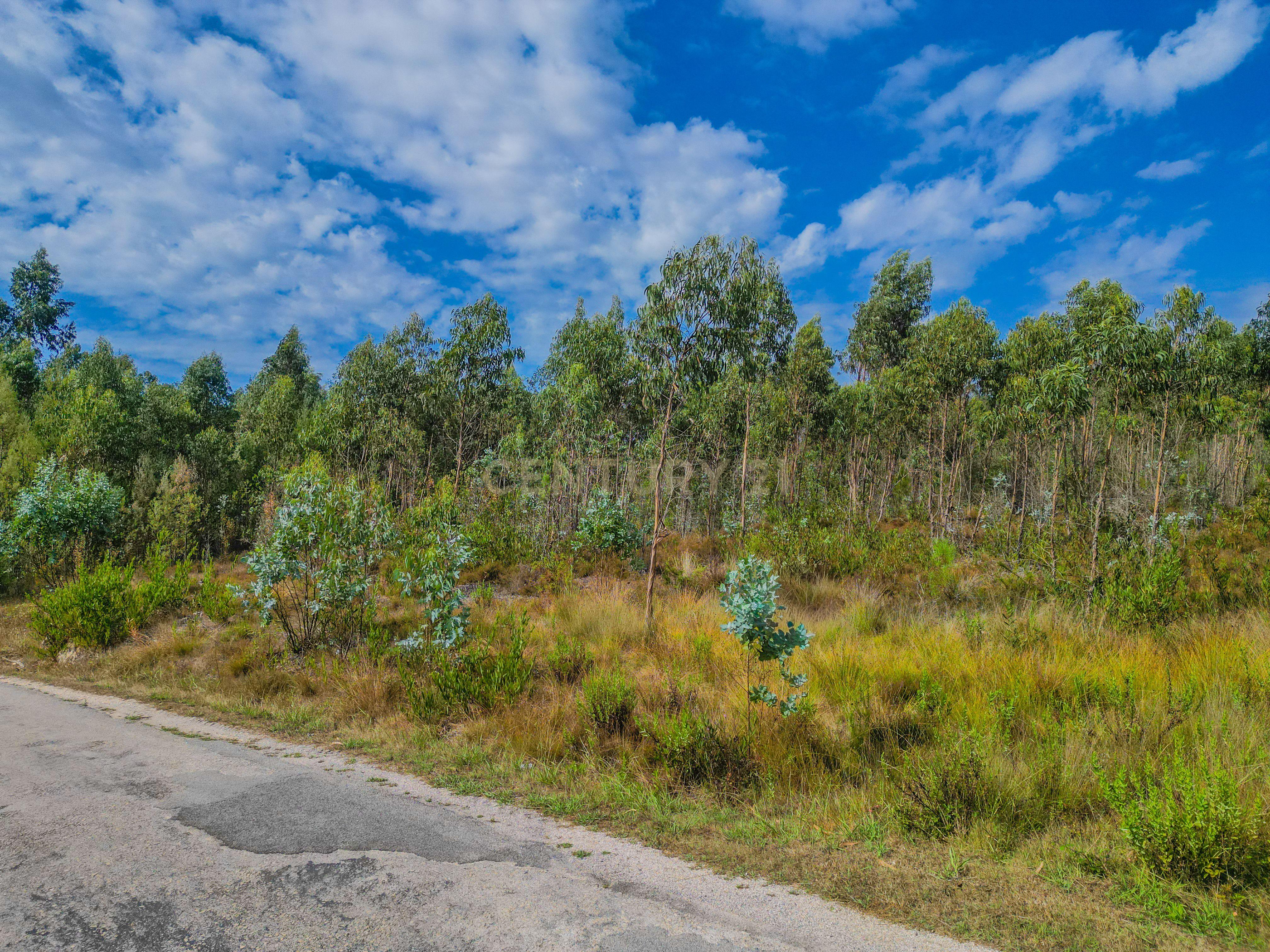 Fotografia 2 de Terreno rústico com cerca de 3.930,00 m² para venda em Lafrana de Cima – Figueira da Foz