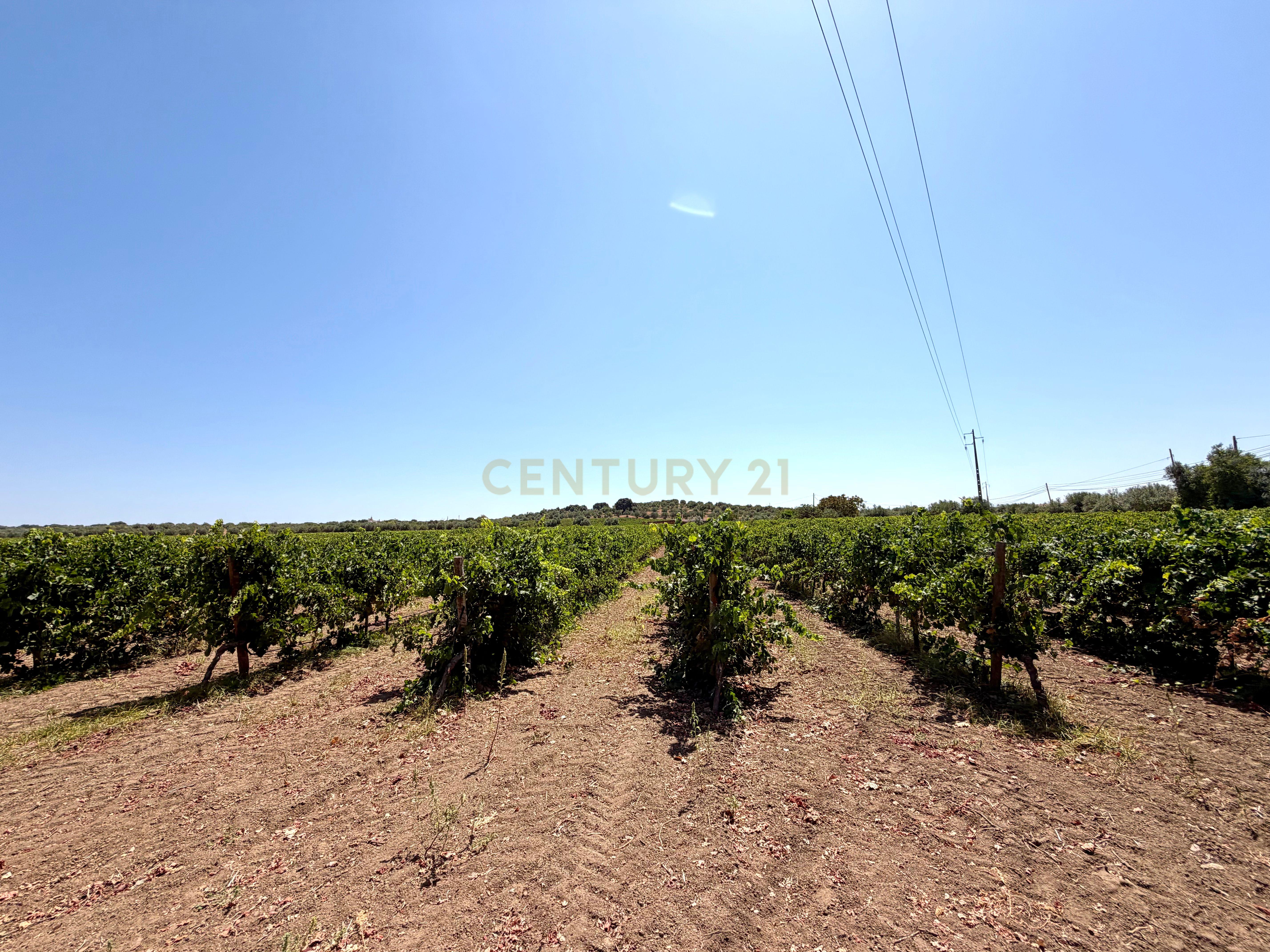 Fotografia 10 de Herdade da Pandeira (93 Hectares) Vinha e Olival em Produção em Reguengos de Monsaraz.