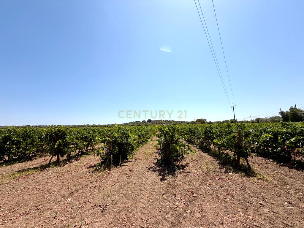 Herdade da Pandeira (93 Hectares) Vinha e Olival em Produção em Reguengos de Monsaraz. - Image 10