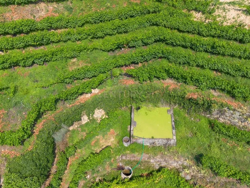 Quintinha com 2 casas em pedra para recuperar + 2 terrenos com vinhas-( 8.210m2 ) -Douro Vinhateiro! - Image 43
